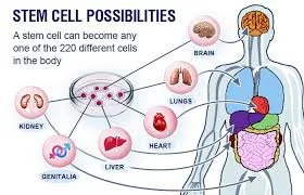 What Is Regenerative Medicine and Stem Cell Therapy?